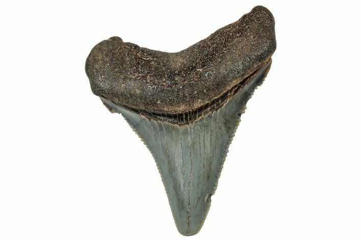 Serrated Angustidens Tooth - Megalodon Ancestor #302056